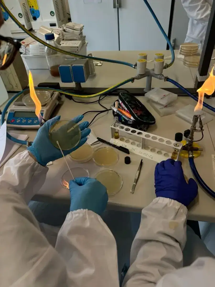 Utstryk på agarplattor vid gaslåga